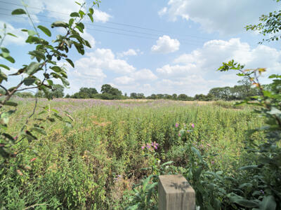 Picture 19
